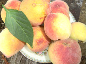 peaches1.jpg